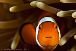 Clownfish by Steffen Binke 